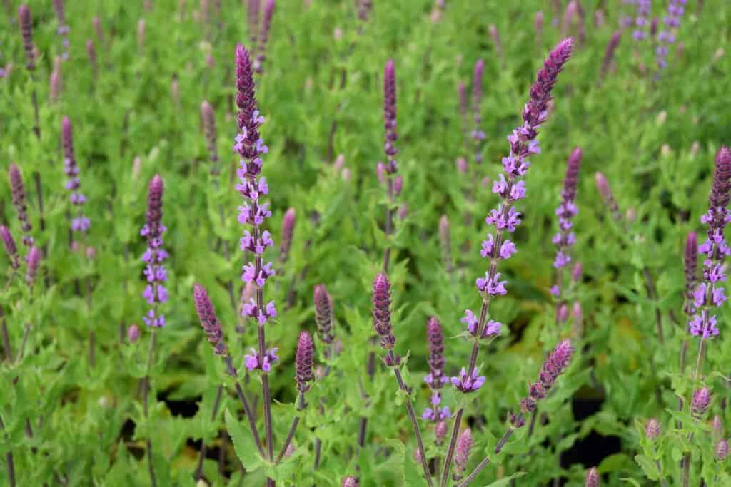 Salvia nemorosa 'Amethyst' ---